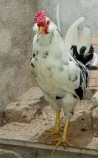 خروس گلین سیاه سفید پنگوعنی