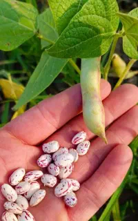 لوبیا چیتی خوراکی تازه چین