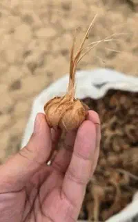فروش پیاز زعفران