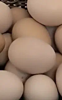تخم مرغ رسمی