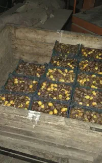رطب برحی درجه یک