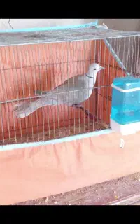 کبوتر زینتی نر