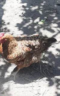 مرغ تخم گذار