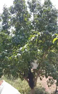 سرکارگر کشاورزی خانم بابایی