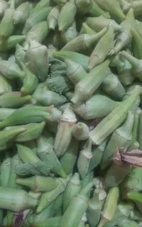 بامیه تازه ارگانیک