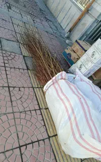 ارقام بادام نهال خوشه ای گردو دیر گل بادام دیر گل