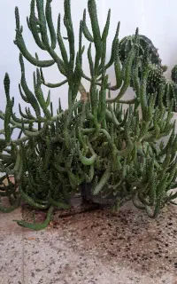 کاکتوس مادری بزرگ