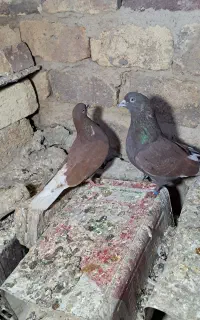 کبوتر پرشی به شرط