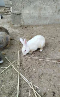 خرگوش