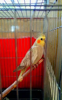 عروس هلندی ماده