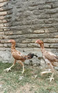 مرغ لاری