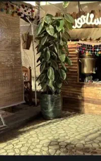 افتتاح کافه رستوران سناتور