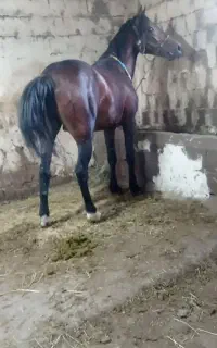 اسب کوردی باری