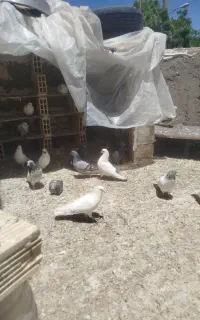کفتر