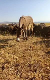کره خر نر گله ای