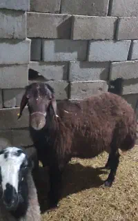 بره نر افشار که 720