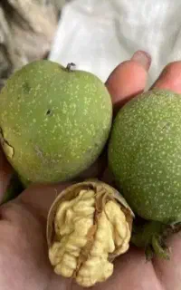 گردوی دماوند