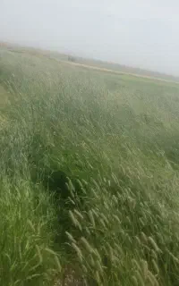 علف‌چمن