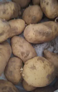 سیب زمینی بذری