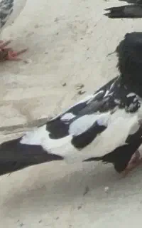 سرته سیاه