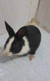 خرگوش بامزه