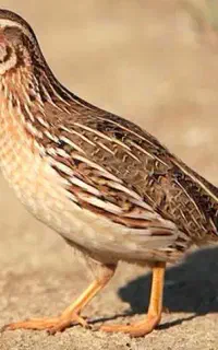 بلدرچین تخمی
