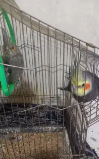 پرنده عروس