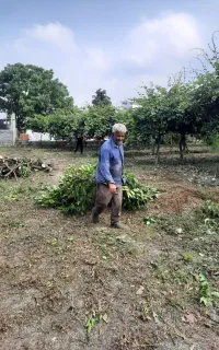 قطع درخت و خرید چوب آلات باغی