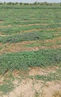 یونجه خشک گل دار