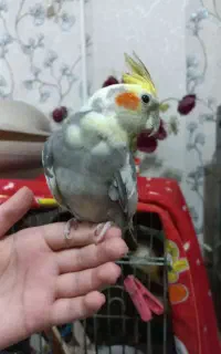 عروس هلندی نر دو ساله