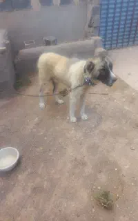 سگ گله ای بفروش میرسد