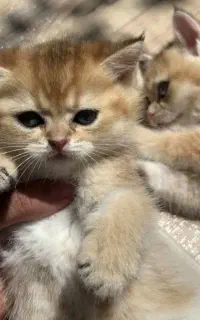 بریتیش بلک گلد