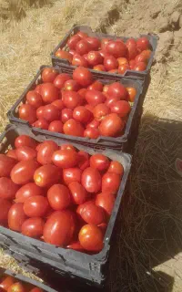 گوجه فرنگی