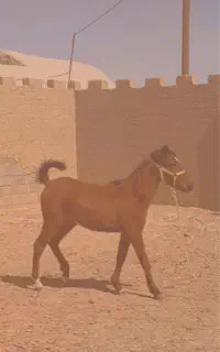 فروش کره اسب دره شوری