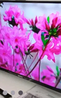 ال ای دی ۴۳