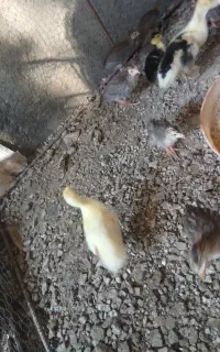 جوجه شاخدار