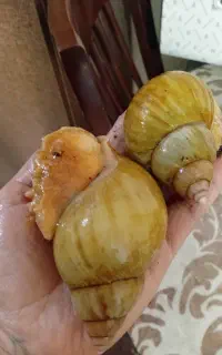 حلزون بالغ آلبینو سایز بزرگ