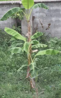 نهال موز ماکادمیا