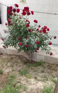 راننده بیل بکهو هستم تربت کاشمر گناباد بردسکن