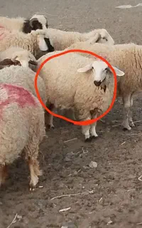 میش  کاور  9ماهه