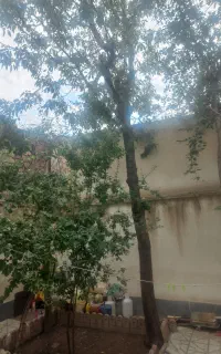خدمات نظافت