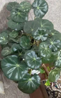 فروش گل خانگی