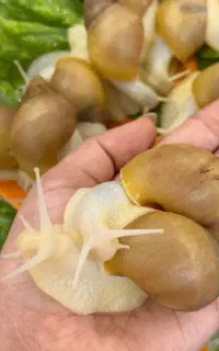 حلزون پرورشی
