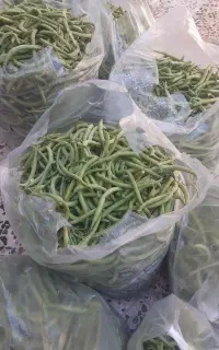 لوبیا سبز و بامیه تازه چیده درجه یک