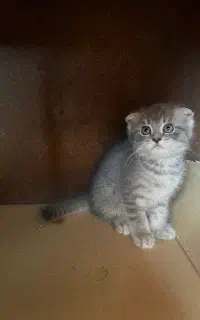 سه تا بچه گربه اسکاتیش