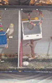 قفس پرنده