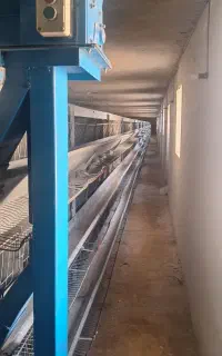 قفس مرغ تخم گذار کارکرده