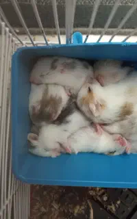 همستر  بالغ و‌ نیمه بالغ