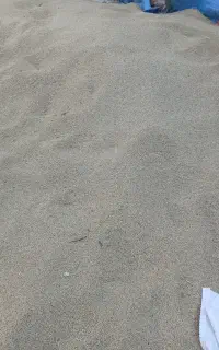 جو بزری درجه یک رقم پابلند