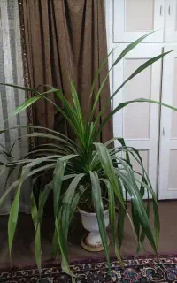 گلدان طبیعی